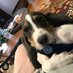 Roscoe Basset Hound (@roscoebassetblu) Twitter profile photo Roscoe Basset Hound (@roscoebassetblu) Twitter profile photo