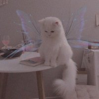 𝙒𝙝𝙞𝙩𝙚 𝙋𝙖𝙣𝙩𝙞𝙚𝙨. (@whitepantiesz) 's Twitter Profile