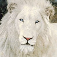 White Lion(@Fight_ToSurvive) 's Twitter Profile Photo