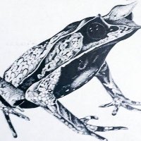 爬虫類・両生類専門店レプティリカス (@19801970) 's Twitter Profile