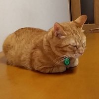 うるつ (@tanitanisophia) Twitter profile photo