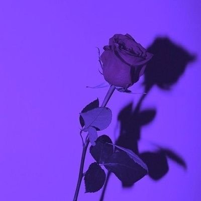 Aisha1704rj's profile picture. 