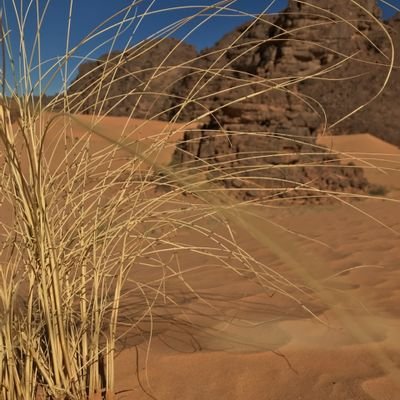 nanade001's profile picture. chaouia de souche francaise de souche aussi ,contre toutes colonisations