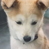れいか (@rotsurechiha) 's Twitter Profile Photo れいか (@rotsurechiha) 's Twitter Profile Photo