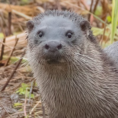 Keen wildlife photographer now happily retired