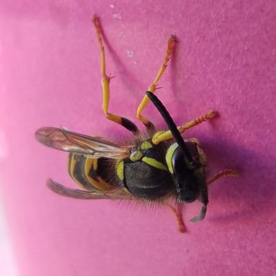 taphanie1's profile picture. chill aux heures perdues pour fuir la folie de ce monde...