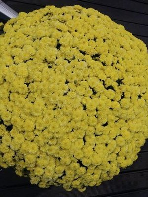 news6152's profile picture. 한글을 사랑하고 문학을 좋아했던 낭만의 청춘을 기억하라!