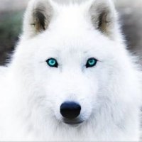 Ruusty (@ruustyv2) 's Twitter Profile