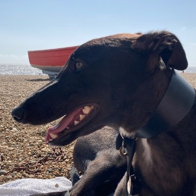 I am a retired greyhound, adopted by my family in August 2021. I like pinching shoes, ear scritches and my squeaky snake. @archie_hound@ohai.social