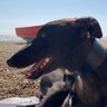 archie_hound's profile picture. I am a retired greyhound, adopted by my family in August 2021. I like pinching shoes, ear scritches and my squeaky snake. @archie_hound@ohai.social