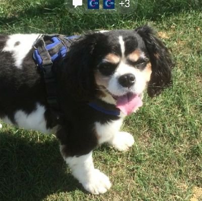 TraceyW98815668's profile picture. Ex police, primary teacher😁 Very proud mum of police officer. Love animals, my Cavaliers & hate cruelty in all forms. Happiest outdoors