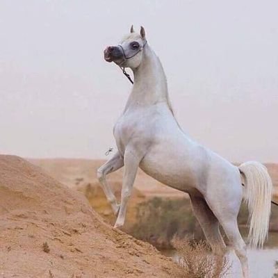 اشتياقي لك افقدني متعة الجلوس مع الآخرين رحمك الله يا زوجتي يا قطعة من القلب فارقتني و جمعني بك في جنات الخلود