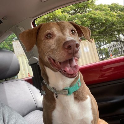 Peaches61132863's profile picture. chews loudly and sleeps a lot