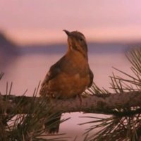 popel non grata a drei (@attabirb) 's Twitter Profile
