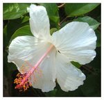 kahoenurse's profile picture. infoholic