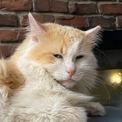 Lover of Cats. Here for the memes, and Twitter 2.0
Follow me and I will follow you back!