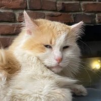 Helacat (@helacat2) 's Twitter Profile