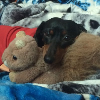 Shay_Dachshund Profile Picture