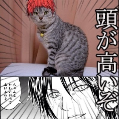めろ（ミ･｡･ミ）さんのプロフィール画像