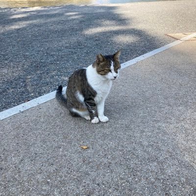 Tayopeskatore's profile picture. 坐骨神経痛