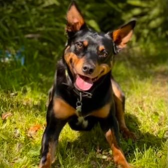 zarzenzeal's profile picture. Director of Zeal Property Maintenance. A Landscaping and Horticultural service provider, servicing Sydney and Greater Western Sydney.