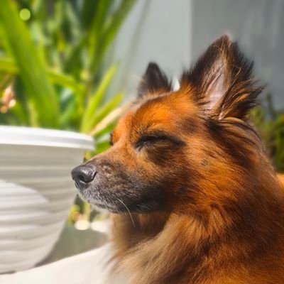 ChrisSatria's profile picture. 