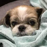 Nシャワー (@nshower1123) 's Twitter Profile