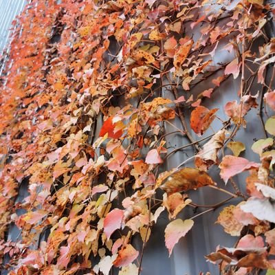 meixinxi1's profile picture. 北京大兴fq，90后，不乱，相识就是缘分！欢迎各位素质fq/ql交流
