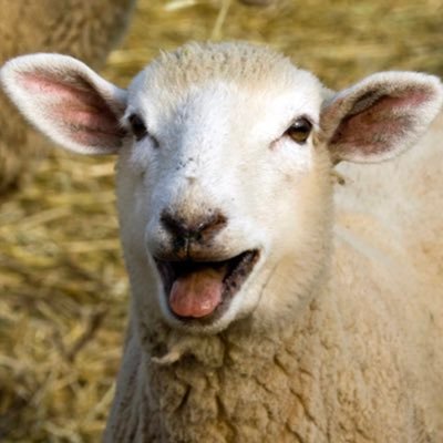 just following my fellow sheep 🐑