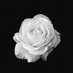 Rose Appletree (@roseappletreee) Twitter profile photo Rose Appletree (@roseappletreee) Twitter profile photo