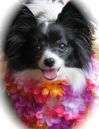Raising awareness for animal welfare  through community and collaboration. Social media is making it happen. Join us!