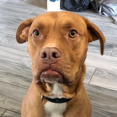 AZSauer's profile picture. Had to join Twitter to follow my kids sports