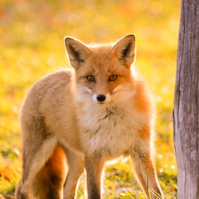 Researcher at Center for Advanced Tourism Studies (CATS), Hokkaido University, Japan 🇯🇵 Researching red foxes 🦊 and cats 🐱 in tourism. Views my own.