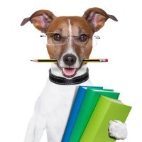 El Perrito Textual (@perritotextual) 's Twitter Profile