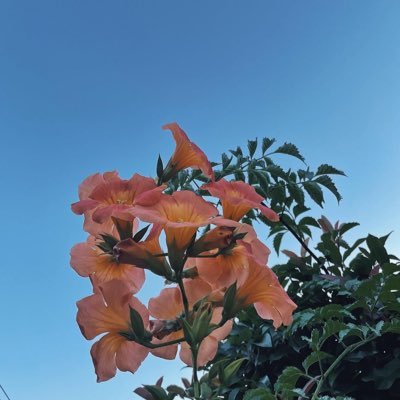 uho_wi's profile picture. のうみそ🧠、ちきゅう🌏