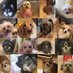 16匹のワンちゃん 16 dogs 16 chiens. (@3jl9tb) Twitter profile photo 16匹のワンちゃん 16 dogs 16 chiens. (@3jl9tb) Twitter profile photo