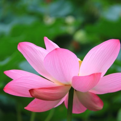 RenJiahan's profile picture. I’m a manager in sunjoy inc.we sales Nikon microscopy and RMC ultratome in china