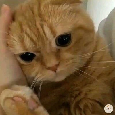 bestcouplewho's profile picture. crisis identity base