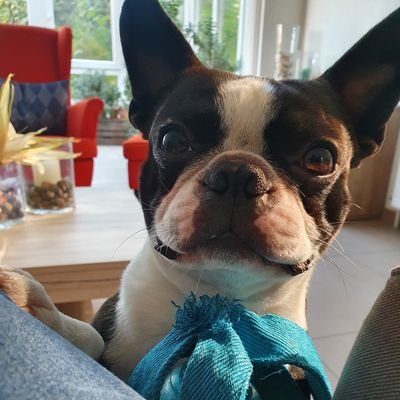 Ich bin der beste Boston-Terrier der Welt, sagt meine Mama.