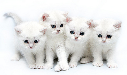 GinaDuvet's profile picture. Kittens!