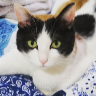 nyaos6wans2's profile picture. 22歳のみゃあのすけとその仲間8🐱1🐶の記録です 
りく 🌈(ダックス) 19才 
りお🐶11才くろすけ (黒)/ちろ (白黒)/みかん (三毛) 8才くうたろう (黒)/ちこ (キジ)8才 ちゃーすけ2才（茶白) 虎太郎(キジ)2才