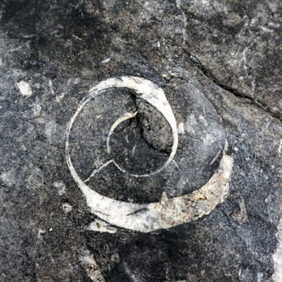 IrishFossils Profile Picture