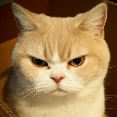 以前は風俗店やいけないお店経営。 現在は不動産&投資。猫達に仲良くしてもらってる。 好き＝息子・猫・妻・犬・動物・優しい女性・漢・寿司 。嫌い＝高所・いじめ・嘘つき・他責思考・剥製。猛毒有、要注意。