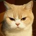 猫親父 (@chibaedengroup) Twitter profile photo 猫親父 (@chibaedengroup) Twitter profile photo