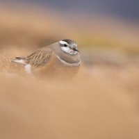 Matt Scott (@mattscottphotos) 's Twitter Profile Photo Matt Scott (@mattscottphotos) 's Twitter Profile Photo