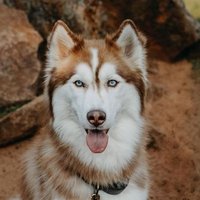 Pups Rock Siberian Husky(@S_husky_1998) 's Twitter Profile Photo