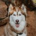 Pups Rock Siberian Husky (@S_husky_1998) Twitter profile photo