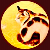 ねこころ5555 縄文音声 🤍予祝🤍 (@nekochankoroko1) 's Twitter Profile