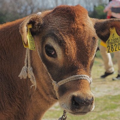 orit_tiro1618's profile picture. 運用ギリ8桁の弱小トレーダー垢。逆張り監視リスト（押目買い候補）は毎日更新。パーフェクトオーダー、週足BBブレイクアウト、材料出尽くしは週１更新中。現在はインカムとキャピタル狙いの長期スイング主体なので売買は時々。的外れなこと呟くかも知れませんがお許しを。