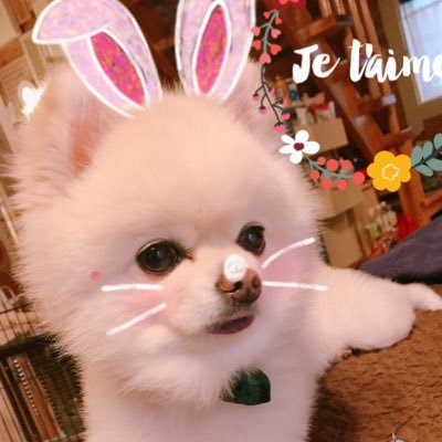 ポメラニアンの男の子のクーです🐶14歳になりました🎉そんなクーとの日々をゆっくりまったりツイートしてます✨ 無言フォロー失礼します🙇‍♀️ 無言フォローも大歓迎です😌DM全てお断りしてます